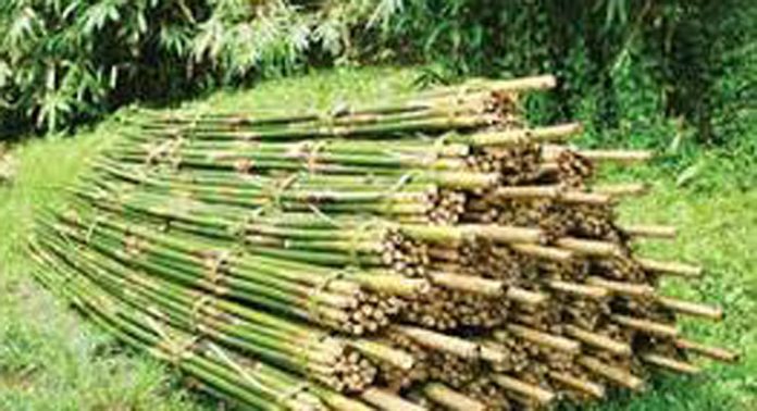 പ്രതിസന്ധി മാറി ; ഈറ്റവെട്ട് പുന:രാരംഭിക്കാൻ നടപടികൾ തുടങ്ങി പ്രതിസന്ധി മാറി ; ഈറ്റവെട്ട് പുന:രാരംഭിക്കാൻ നടപടികൾ തുടങ്ങി