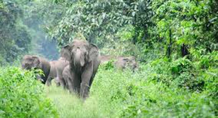 മണ്ഡല മകരവിളക്ക് ; കാട്ടാനകളെ തുരത്താൻ 48 അംഗ സ്ക്വാഡ് രൂപവത്കരിക്കും മണ്ഡല മകരവിളക്ക് ; കാട്ടാനകളെ തുരത്താൻ 48 അംഗ സ്ക്വാഡ് രൂപവത്കരിക്കും