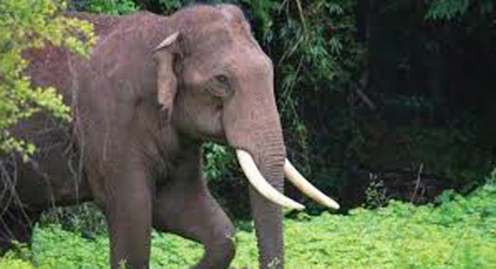 കല്ലേലി പ്രദേശത്ത് കാട്ടാനകൾ ജനജീവിതത്തിന് ഭീഷണിയാകുന്നു കല്ലേലി പ്രദേശത്ത് കാട്ടാനകൾ ജനജീവിതത്തിന് ഭീഷണിയാകുന്നു