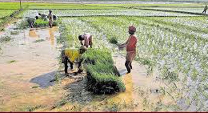 കവിയൂരിലെ പാടശേഖരങ്ങളിൽ കൃഷിയിറക്കി തുടങ്ങി കവിയൂരിലെ പാടശേഖരങ്ങളിൽ കൃഷിയിറക്കി തുടങ്ങി