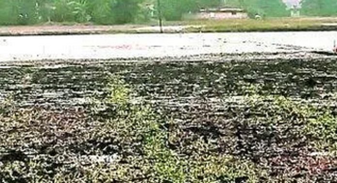 അപ്പർകുട്ടനാട്ടിൽ വിത വൈകും ; ആശങ്കയില് കര്ഷകര് അപ്പർകുട്ടനാട്ടിൽ വിത വൈകും ; ആശങ്കയില് കര്ഷകര്