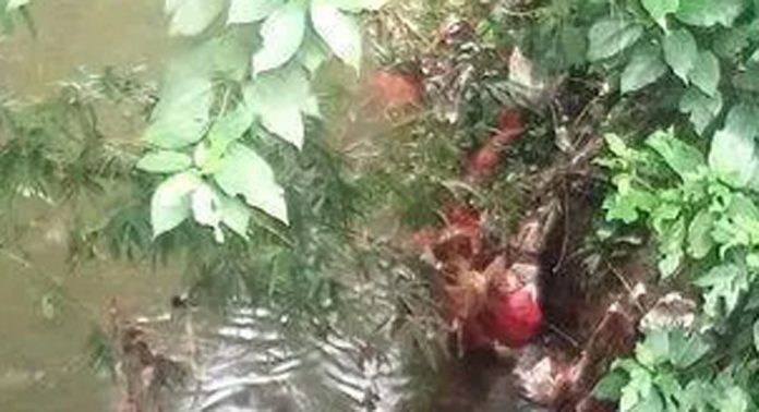 മല്ലപ്പള്ളി വലിയ തോട്ടില് മാലിന്യം തള്ളുന്നത് പതിവ് മല്ലപ്പള്ളി വലിയ തോട്ടില് മാലിന്യം തള്ളുന്നത് പതിവ്
