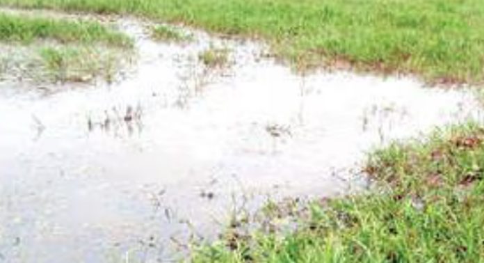 കാലാവസ്ഥ വ്യതിയാനവും വെള്ളക്കെട്ടും ; ആശങ്കയില് കരിങ്ങാലി പാടത്തെ കര്ഷകര് കാലാവസ്ഥ വ്യതിയാനവും വെള്ളക്കെട്ടും ; ആശങ്കയില് കരിങ്ങാലി പാടത്തെ കര്ഷകര്