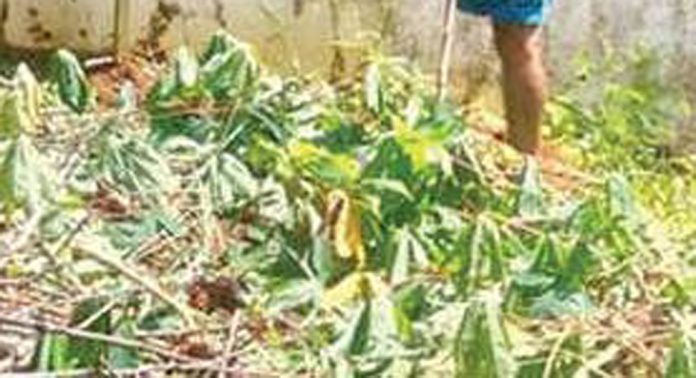 പന്തളം കടക്കാട് വടക്ക് ഭാഗത്ത് പന്നിശല്യം രൂക്ഷം പന്തളം കടക്കാട് വടക്ക് ഭാഗത്ത് പന്നിശല്യം രൂക്ഷം