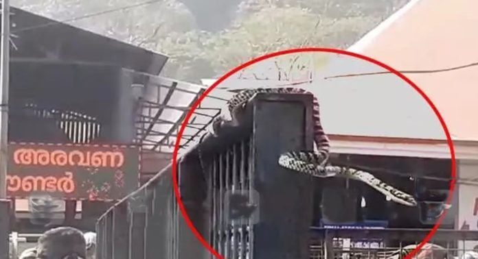 ശബരിമല സന്നിധാനത്ത് പതിനെട്ടാം പടിക്ക് സമീപത്തു നിന്നും പാമ്പിനെ പിടികൂടി വനം വകുപ്പ് ഉദ്യോഗസ്ഥർ ശബരിമല സന്നിധാനത്ത് പതിനെട്ടാം പടിക്ക് സമീപത്തു നിന്നും പാമ്പിനെ പിടികൂടി വനം വകുപ്പ് ഉദ്യോഗസ്ഥർ