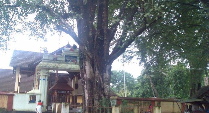 മണ്ഡലകാലം ; കോന്നി മുരിങ്ങമംഗലം ഇടത്താവളത്തില് ഒരുക്കങ്ങൾ ഒന്നുമായില്ല മണ്ഡലകാലം ; കോന്നി മുരിങ്ങമംഗലം ഇടത്താവളത്തില് ഒരുക്കങ്ങൾ ഒന്നുമായില്ല