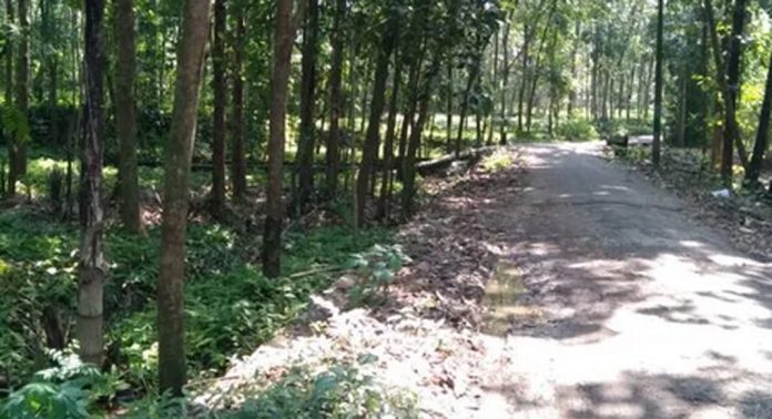 പ്രമാടം തണുങ്ങാറ് പാലം റോഡിലെ പൊന്തക്കാട് തെളിച്ചു പ്രമാടം തണുങ്ങാറ് പാലം റോഡിലെ പൊന്തക്കാട് തെളിച്ചു