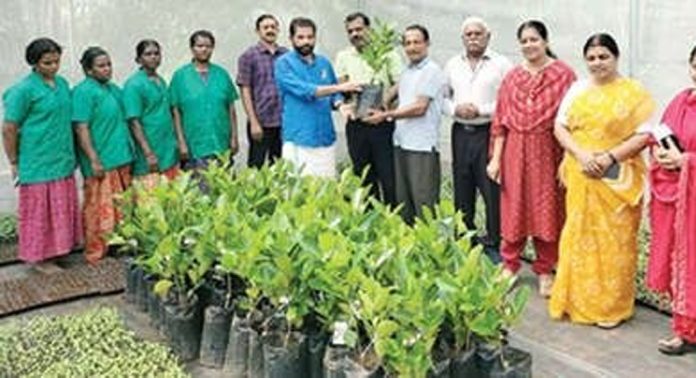 പന്തളം തെക്കേക്കര ഗ്രാമപ്പഞ്ചായത്ത് കൃഷിഭവന്റെ നേതൃത്വത്തിൽ ഫലവൃഷത്തോട്ടം നിർമാണപദ്ധതി ആരംഭിച്ചു പന്തളം തെക്കേക്കര ഗ്രാമപ്പഞ്ചായത്ത് കൃഷിഭവന്റെ നേതൃത്വത്തിൽ ഫലവൃഷത്തോട്ടം നിർമാണപദ്ധതി ആരംഭിച്ചു