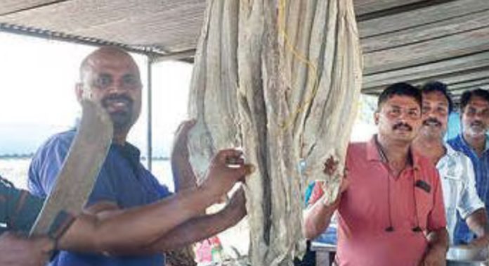 തെള്ളിയൂർ വൃശ്ചികവാണിഭത്തിൽ സ്രാവ് വിൽപ്പന പൊടിപൊടിക്കുന്നു തെള്ളിയൂർ വൃശ്ചികവാണിഭത്തിൽ സ്രാവ് വിൽപ്പന പൊടിപൊടിക്കുന്നു