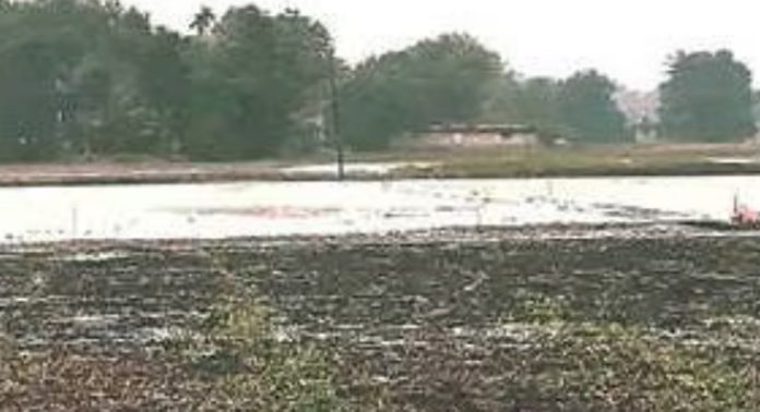 മഴ ; കൃഷി നഷ്ടമാകുമോയെന്ന ആശങ്കയിൽ അപ്പർകുട്ടനാട് മഴ ; കൃഷി നഷ്ടമാകുമോയെന്ന ആശങ്കയിൽ അപ്പർകുട്ടനാട്