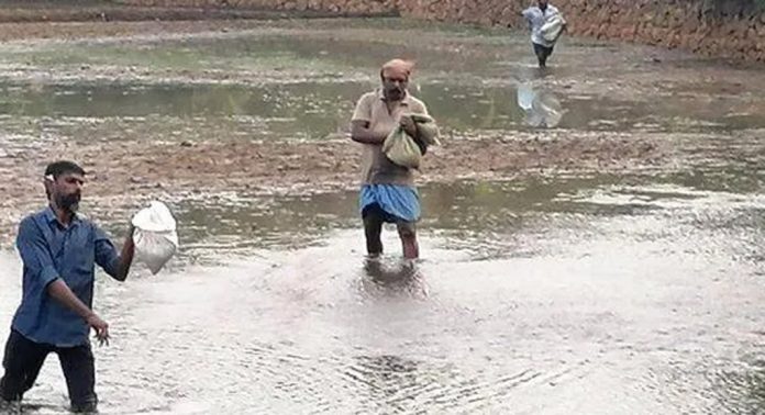 അപ്പർകുട്ടനാട്ടിലെ പാടശേഖരങ്ങളിൽ പുഞ്ചകൃഷിയുടെ വിതയ്ക്കൽ തുടങ്ങി അപ്പർകുട്ടനാട്ടിലെ പാടശേഖരങ്ങളിൽ പുഞ്ചകൃഷിയുടെ വിതയ്ക്കൽ തുടങ്ങി
