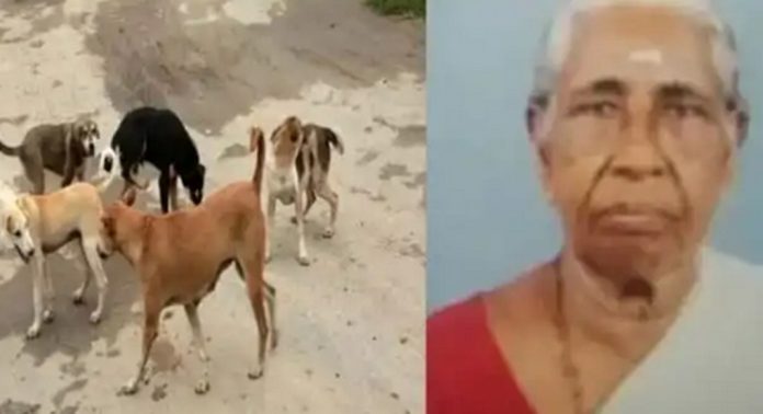 ആറാട്ട്പുഴയില് വയോധികയെ തെരുവുനായ കടിച്ച് കൊന്ന സംഭവം ; കൂടുതല് വിവരങ്ങള് പുറത്ത് ആറാട്ട്പുഴയില് വയോധികയെ തെരുവുനായ കടിച്ച് കൊന്ന സംഭവം ; കൂടുതല് വിവരങ്ങള് പുറത്ത്