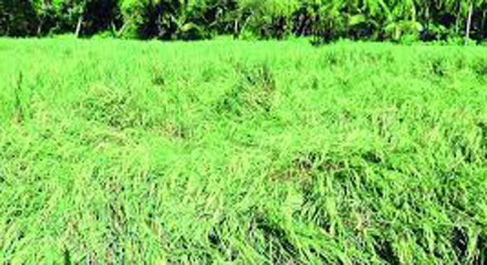 തുലാമഴയിൽ നഷ്ടംനേരിട്ട നെൽക്കർഷകർക്ക് സഹായം ലഭിക്കാൻ വൈകുന്നു തുലാമഴയിൽ നഷ്ടംനേരിട്ട നെൽക്കർഷകർക്ക് സഹായം ലഭിക്കാൻ വൈകുന്നു