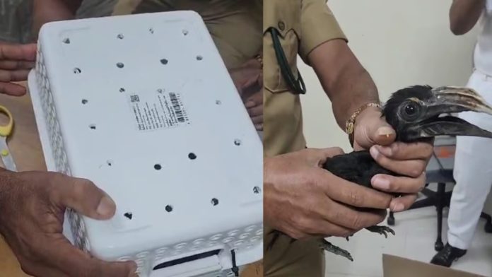 നെടുമ്പാശേരി എയര്പോര്ട്ടില് വന് പക്ഷി വേട്ട ; അപൂര്വം ഇനത്തില്പെട്ട 14 പക്ഷികളെ പിടിച്ചെടുത്തു നെടുമ്പാശേരി എയര്പോര്ട്ടില് വന് പക്ഷി വേട്ട ; അപൂര്വം ഇനത്തില്പെട്ട 14 പക്ഷികളെ പിടിച്ചെടുത്തു