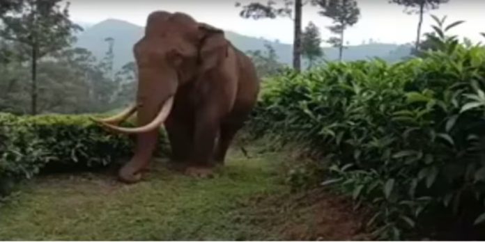 മൂന്നാറിലെ ജനങ്ങളെ ഭീതിയിലാഴ്ത്തി വീണ്ടും പടയപ്പ മൂന്നാറിലെ ജനങ്ങളെ ഭീതിയിലാഴ്ത്തി വീണ്ടും പടയപ്പ