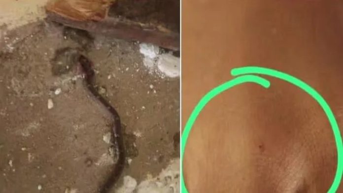 തിരുവനന്തപുരത്ത് ഏഴാം ക്ലാസുകാരിയെ പാമ്പ് കടിച്ച സംഭവം ; പൊതു വിദ്യാഭ്യാസ ഡയറക്ടർക്ക് പ്രാഥമിക റിപ്പോർട്ട് സമർപ്പിച്ചു തിരുവനന്തപുരത്ത് ഏഴാം ക്ലാസുകാരിയെ പാമ്പ് കടിച്ച സംഭവം ; പൊതു വിദ്യാഭ്യാസ ഡയറക്ടർക്ക് പ്രാഥമിക റിപ്പോർട്ട് സമർപ്പിച്ചു