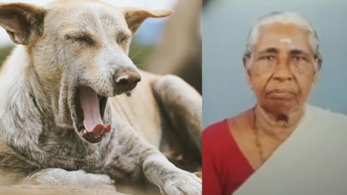 ആലപ്പുഴയില് വയോധികയെ തെരുവുനായ കടിച്ചു കൊന്നു ആലപ്പുഴയില് വയോധികയെ തെരുവുനായ കടിച്ചു കൊന്നു