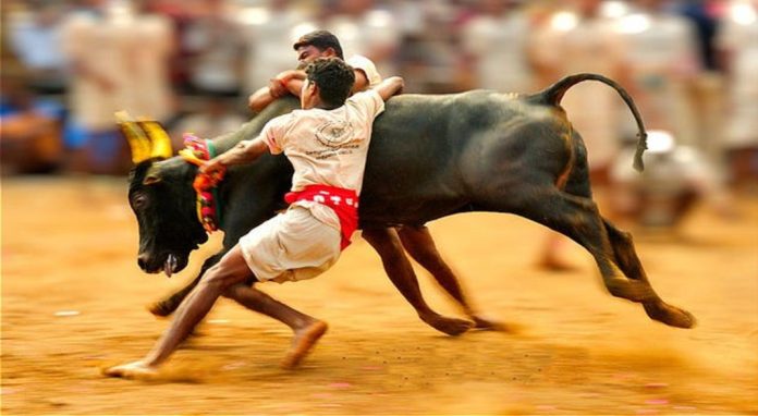 ജല്ലിക്കെട്ട് ; 400 സ്ഥലങ്ങളിൽ നടത്താൻ ഒരുങ്ങി തമിഴ്നാട് സർക്കാർ ജല്ലിക്കെട്ട് ; 400 സ്ഥലങ്ങളിൽ നടത്താൻ ഒരുങ്ങി തമിഴ്നാട് സർക്കാർ