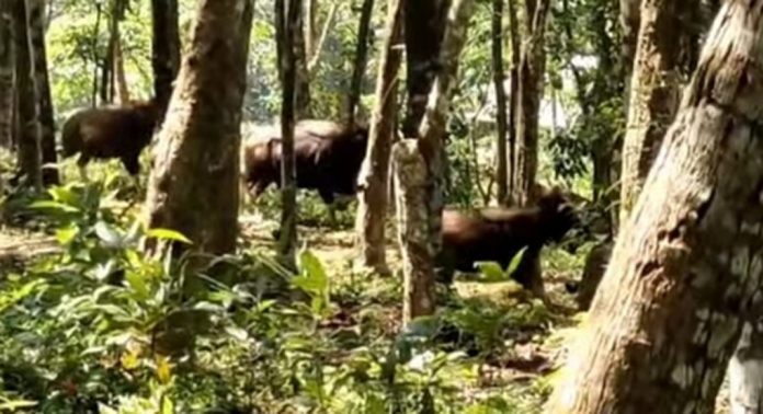 കോന്നി കിഴക്കുപുറത്തെ ജനവാസ മേഖലയിൽ കാട്ടുപോത്തുകൾ ; ഭീതിയില് ജനങ്ങള് കോന്നി കിഴക്കുപുറത്തെ ജനവാസ മേഖലയിൽ കാട്ടുപോത്തുകൾ ; ഭീതിയില് ജനങ്ങള്