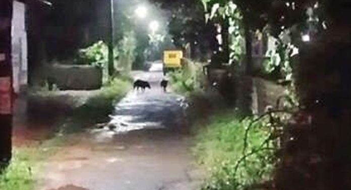 ചെങ്ങന്നൂർ നഗരഹൃദയത്തിലേക്കും കാട്ടുപന്നിയുടെ ശല്യമേറുന്നു ചെങ്ങന്നൂർ നഗരഹൃദയത്തിലേക്കും കാട്ടുപന്നിയുടെ ശല്യമേറുന്നു