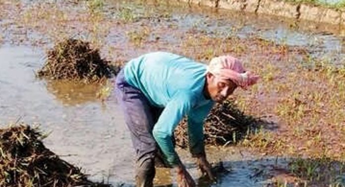 പാടത്തെ കൃഷിക്കും മുമ്പില് അന്യസംസ്ഥാന തൊഴിലാളികള് തന്നെ പാടത്തെ കൃഷിക്കും മുമ്പില് അന്യസംസ്ഥാന തൊഴിലാളികള് തന്നെ