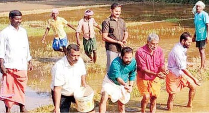 മാവര പാടശേഖരത്തിലെ നെല്ല് ഇത്തവണയും അരിയായും അരിപ്പൊടിയായും വിപണിയിലെത്തും മാവര പാടശേഖരത്തിലെ നെല്ല് ഇത്തവണയും അരിയായും അരിപ്പൊടിയായും വിപണിയിലെത്തും