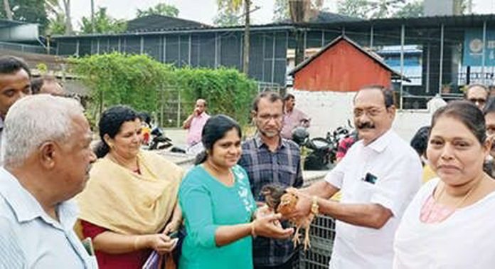ഓമല്ലൂർ ഗ്രാമപ്പഞ്ചായത്തിൽ മുട്ടക്കോഴി വിതരണം ആരംഭിച്ചു ഓമല്ലൂർ ഗ്രാമപ്പഞ്ചായത്തിൽ മുട്ടക്കോഴി വിതരണം ആരംഭിച്ചു