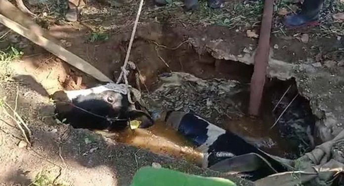 സെപ്ടിക് ടാങ്കില് വീണ ഗര്ഭിണി പശുവിന് രക്ഷകരായി പത്തനംതിട്ട ഫയര്ഫോഴ്സ് സെപ്ടിക് ടാങ്കില് വീണ ഗര്ഭിണി പശുവിന് രക്ഷകരായി പത്തനംതിട്ട ഫയര്ഫോഴ്സ്