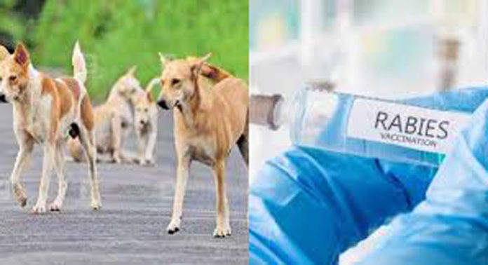 ഏറ്റവും കൂടുതൽ തെരുവുനായ്ക്കൾക്ക് വാക്സിൻ നൽകിയത് വെൺമണിയിൽ ഏറ്റവും കൂടുതൽ തെരുവുനായ്ക്കൾക്ക് വാക്സിൻ നൽകിയത് വെൺമണിയിൽ