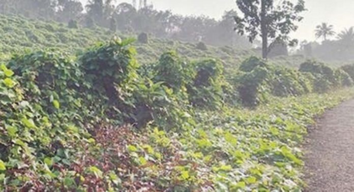 റാന്നി പുതുശ്ശേരിമല പർവതം റോഡിന്റെ ഇരുവശവും കാട് വളര്ന്നു ; ഭീതിയില് സമീപവാസികള് റാന്നി പുതുശ്ശേരിമല പർവതം റോഡിന്റെ ഇരുവശവും കാട് വളര്ന്നു ; ഭീതിയില് സമീപവാസികള്