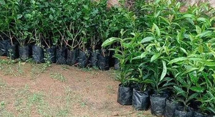 വെൺപാല കദളിമംഗലം ദേവിക്ഷേത്രത്തിൽ കദളീവനം പൂങ്കാവനം പദ്ധതി ഒരുങ്ങുന്നു വെൺപാല കദളിമംഗലം ദേവിക്ഷേത്രത്തിൽ കദളീവനം പൂങ്കാവനം പദ്ധതി ഒരുങ്ങുന്നു
