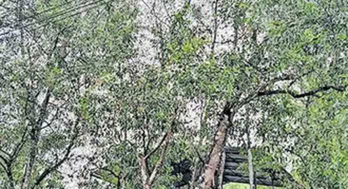 ഭീഷണിയായി അക്കേഷ്യ മരങ്ങൾ ; ഭീതിയിൽ മാടമൺ നോർത്ത് ഗവ. എൽപി സ്കൂൾ വിദ്യാർഥികൾ ഭീഷണിയായി അക്കേഷ്യ മരങ്ങൾ ; ഭീതിയിൽ മാടമൺ നോർത്ത് ഗവ. എൽപി സ്കൂൾ വിദ്യാർഥികൾ