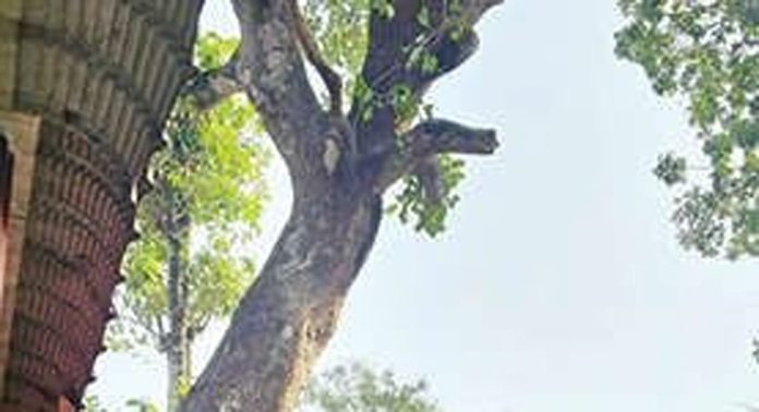 ചൂരക്കോട് സ്കൂൾ ജംഗ്ഷനിലെ റോഡരികിൽ അപകടാവസ്ഥ സൃഷ്ടിച്ച് നിന്ന മരത്തിലെ ചില്ലകൾ മുറിച്ചു ചൂരക്കോട് സ്കൂൾ ജംഗ്ഷനിലെ റോഡരികിൽ അപകടാവസ്ഥ സൃഷ്ടിച്ച് നിന്ന മരത്തിലെ ചില്ലകൾ മുറിച്ചു