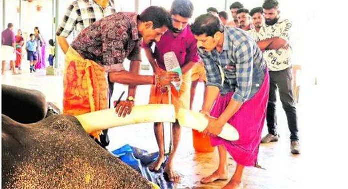 മലയാലപ്പുഴ രാജന്റെയും ഓമല്ലൂർ മണികണ്ഠന്റെയും കൊമ്പുകൾ മുറിച്ചു മലയാലപ്പുഴ രാജന്റെയും ഓമല്ലൂർ മണികണ്ഠന്റെയും കൊമ്പുകൾ മുറിച്ചു