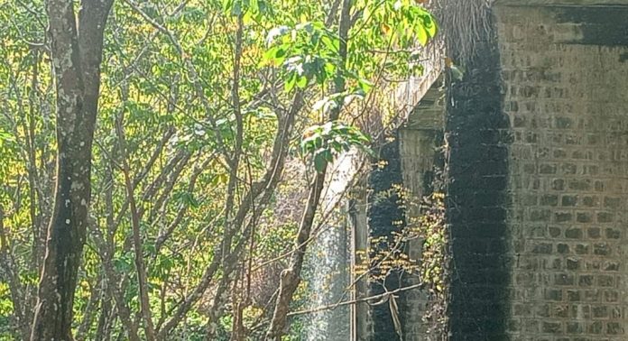 മണിയാര് പി.ഐ.പി ജലസേചന പദ്ധതിയുടെ കനാലുകള് സംരക്ഷണമില്ലാതെ തകര്ച്ചയുടെ വക്കില് മണിയാര് പി.ഐ.പി ജലസേചന പദ്ധതിയുടെ കനാലുകള് സംരക്ഷണമില്ലാതെ തകര്ച്ചയുടെ വക്കില്