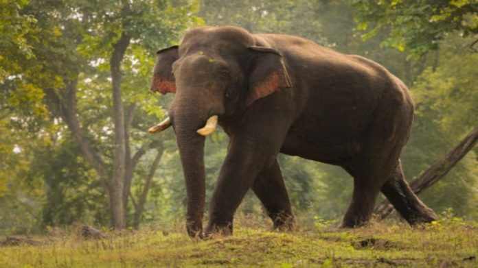 വയനാട്ടിൽ കാട്ടാന ആക്രമണം ; കർണാടക സ്വദേശിയായ യുവാവ് മരിച്ചു വയനാട്ടിൽ കാട്ടാന ആക്രമണം ; കർണാടക സ്വദേശിയായ യുവാവ് മരിച്ചു