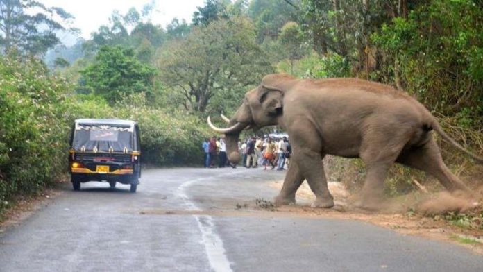 ജനവാസ കേന്ദ്രങ്ങളിൽ കാട്ടാന ഭീഷണി : നിരോധനാജ്ഞ പുറപ്പെടുവിച്ചു ജനവാസ കേന്ദ്രങ്ങളിൽ കാട്ടാന ഭീഷണി : നിരോധനാജ്ഞ പുറപ്പെടുവിച്ചു