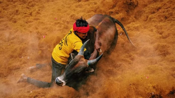 ജെല്ലിക്കെട്ടിനിടെ നെഞ്ചിൽ കാളയുടെ ചവിട്ടേറ്റ യുവാവിന് ദാരുണാന്ത്യം ജെല്ലിക്കെട്ടിനിടെ നെഞ്ചിൽ കാളയുടെ ചവിട്ടേറ്റ യുവാവിന് ദാരുണാന്ത്യം