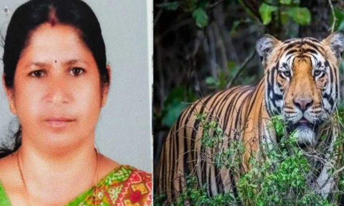 പഞ്ചാര കൊല്ലിയിൽ സ്ത്രീയെ കൊലപ്പെടുത്തിയ കടുവയെ നരഭോജിയായി പ്രഖ്യാപിച്ചു പഞ്ചാര കൊല്ലിയിൽ സ്ത്രീയെ കൊലപ്പെടുത്തിയ കടുവയെ നരഭോജിയായി പ്രഖ്യാപിച്ചു