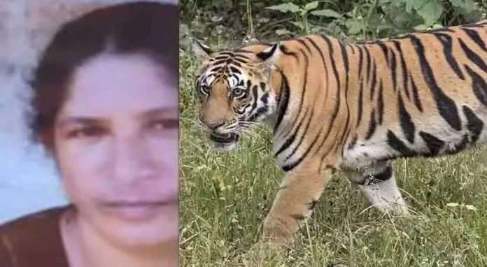 കടുവ ഭീതി : വയനാട്ടിൽ നാലിടങ്ങളില് കർഫ്യൂ പ്രഖ്യാപിച്ചു കടുവ ഭീതി : വയനാട്ടിൽ നാലിടങ്ങളില് കർഫ്യൂ പ്രഖ്യാപിച്ചു