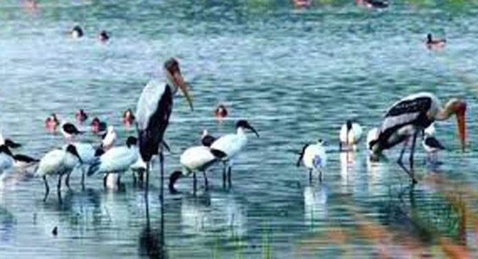 നീർപ്പക്ഷികളുടെ വാർഷിക കണക്കെടുപ്പ് ഞായറാഴ്ച നടക്കും നീർപ്പക്ഷികളുടെ വാർഷിക കണക്കെടുപ്പ് ഞായറാഴ്ച നടക്കും