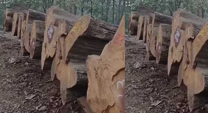 ബ്രിട്ടീഷുകാര് നട്ടുവളര്ത്തിയ 95 വർഷം പഴക്കമുള്ള തേക്ക് തടികൾ നിലമ്പൂരില് ലേലത്തിന് ബ്രിട്ടീഷുകാര് നട്ടുവളര്ത്തിയ 95 വർഷം പഴക്കമുള്ള തേക്ക് തടികൾ നിലമ്പൂരില് ലേലത്തിന്