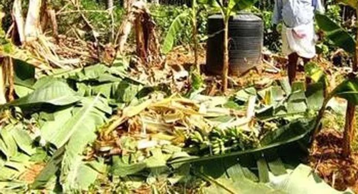 ചിറ്റാർ-ഈട്ടിച്ചുവട്ടിലെ ജനവാസകേന്ദ്രത്തിൽ കാട്ടാന ഇറങ്ങി ചിറ്റാർ-ഈട്ടിച്ചുവട്ടിലെ ജനവാസകേന്ദ്രത്തിൽ കാട്ടാന ഇറങ്ങി