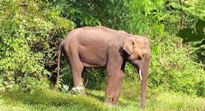 പട്ടാപ്പകലും കാട്ടാനകൾ ; ഭീതിയിൽ കൊക്കാത്തോട് നിവാസികൾ പട്ടാപ്പകലും കാട്ടാനകൾ ; ഭീതിയിൽ കൊക്കാത്തോട് നിവാസികൾ