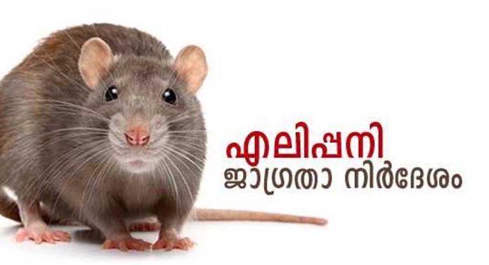 എലിപ്പനി : ജാഗ്രത വേണമെന്ന് മുന്നറിയിപ്പ് എലിപ്പനി : ജാഗ്രത വേണമെന്ന് മുന്നറിയിപ്പ്
