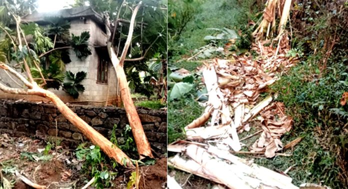 വടശ്ശേരിക്കര പഞ്ചായത്തില് കാട്ടാന ശല്യം രൂക്ഷം വടശ്ശേരിക്കര പഞ്ചായത്തില് കാട്ടാന ശല്യം രൂക്ഷം