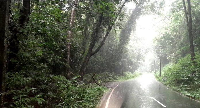 തണ്ണിത്തോട് റോഡിൽ അപകട ഭീഷണിയായി നിന്നിരുന്ന മരങ്ങൾ വനം വകുപ്പ് മുറിച്ചു നീക്കി തണ്ണിത്തോട് റോഡിൽ അപകട ഭീഷണിയായി നിന്നിരുന്ന മരങ്ങൾ വനം വകുപ്പ് മുറിച്ചു നീക്കി