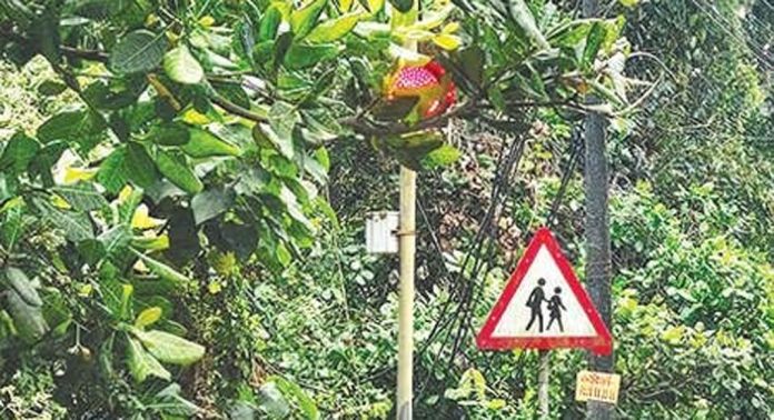 മരച്ചില്ലകളാൽ മറഞ്ഞ് കല്ലുകുഴിയിൽ അപകടംകുറയ്ക്കാൻ സ്ഥാപിച്ച സിഗ്നൽലൈറ്റുകൾ മരച്ചില്ലകളാൽ മറഞ്ഞ് കല്ലുകുഴിയിൽ അപകടംകുറയ്ക്കാൻ സ്ഥാപിച്ച സിഗ്നൽലൈറ്റുകൾ