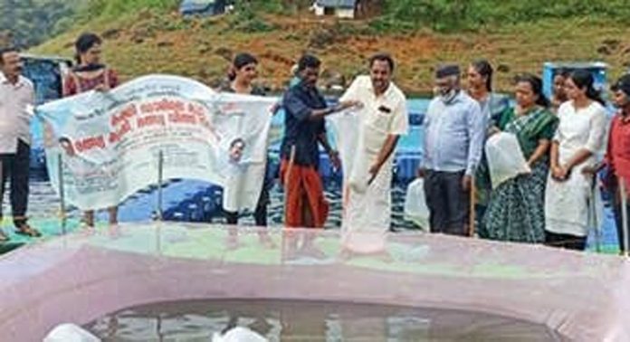 മത്സ്യകൃഷി ; കക്കി ഡാമിൽ മത്സ്യക്കുഞ്ഞുങ്ങളെ നിക്ഷേപിച്ചു മത്സ്യകൃഷി ; കക്കി ഡാമിൽ മത്സ്യക്കുഞ്ഞുങ്ങളെ നിക്ഷേപിച്ചു