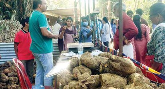 കല്ലൂപ്പാറ വിത്തുവേലിച്ചന്ത ; അപൂർവയിനം വൃക്ഷങ്ങളുടൈ തൈകളും വിൽപ്പനയ്ക്ക് എത്തി കല്ലൂപ്പാറ വിത്തുവേലിച്ചന്ത ; അപൂർവയിനം വൃക്ഷങ്ങളുടൈ തൈകളും വിൽപ്പനയ്ക്ക് എത്തി